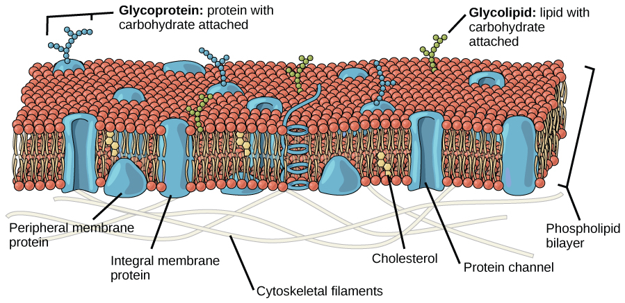 This illustration shows that the inside and outside of a plasma membrane are different, with the exterior covered in the spherical heads, and the interior filled with the strandlike tails.