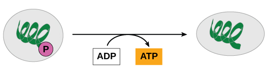 This illustration shows a substrate-level phosphorylation reaction in which the gamma phosphate of A T P is attached to a protein.