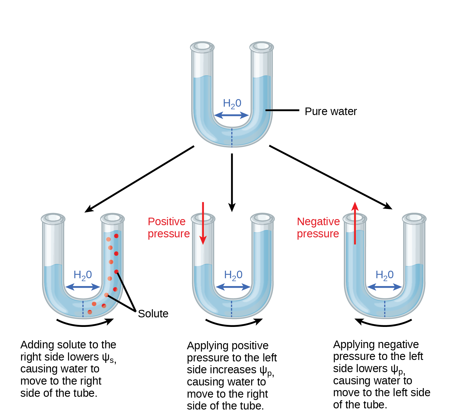 Illustration shows a U-shaped tube holding pure water. A semipermeable membrane, which allows water but not solutes to pass, separates the two sides of the tube. The water level on each side of the tube is the same. Beneath this tube are three more tubes, also divided by semipermeable membranes. In the first tube, solute has been added to the right side. Adding solute to the right side lowers p s i dash s, causing water to move to the right side of the tube. As a result, the water level is higher on the right side. The second tube has pure water on both sides of the membrane. Positive pressure is applied to the left side. Applying positive pressure to the left side causes p s i dash p to increase. As a results, water moves to the right so that the water level is higher on the right than on the left. The third tube also has pure water, but this time negative pressure is applied to the left side. Applying negative pressure lowers p s i dash p, causing water to move to the left side of the tube. As a result, the water level is higher on the left.