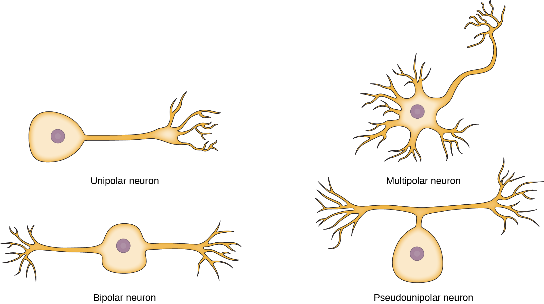 Примеры нервных клеток. Типы нейронов униполярные биполярные. Биполярный униполярный Нейрон. Строение униполярного нейрона. Псевдоуниполярные Нейроны строение.